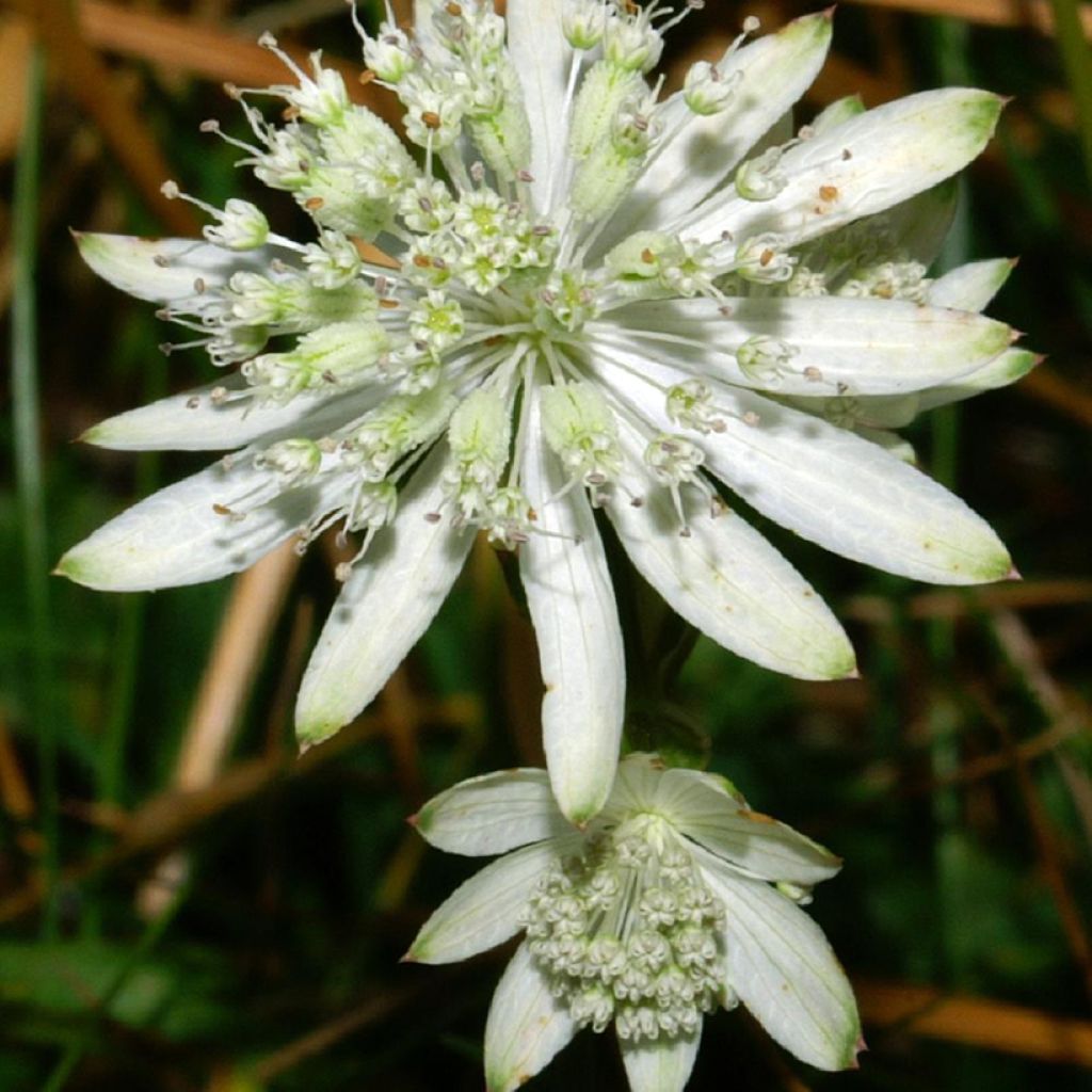 Astrantia bavarica - Masterwort