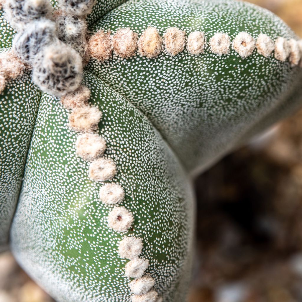 Astrophytum myriostigma