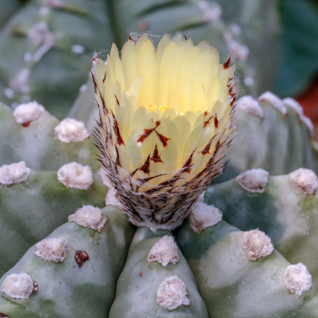 Astrophytum myriostigma