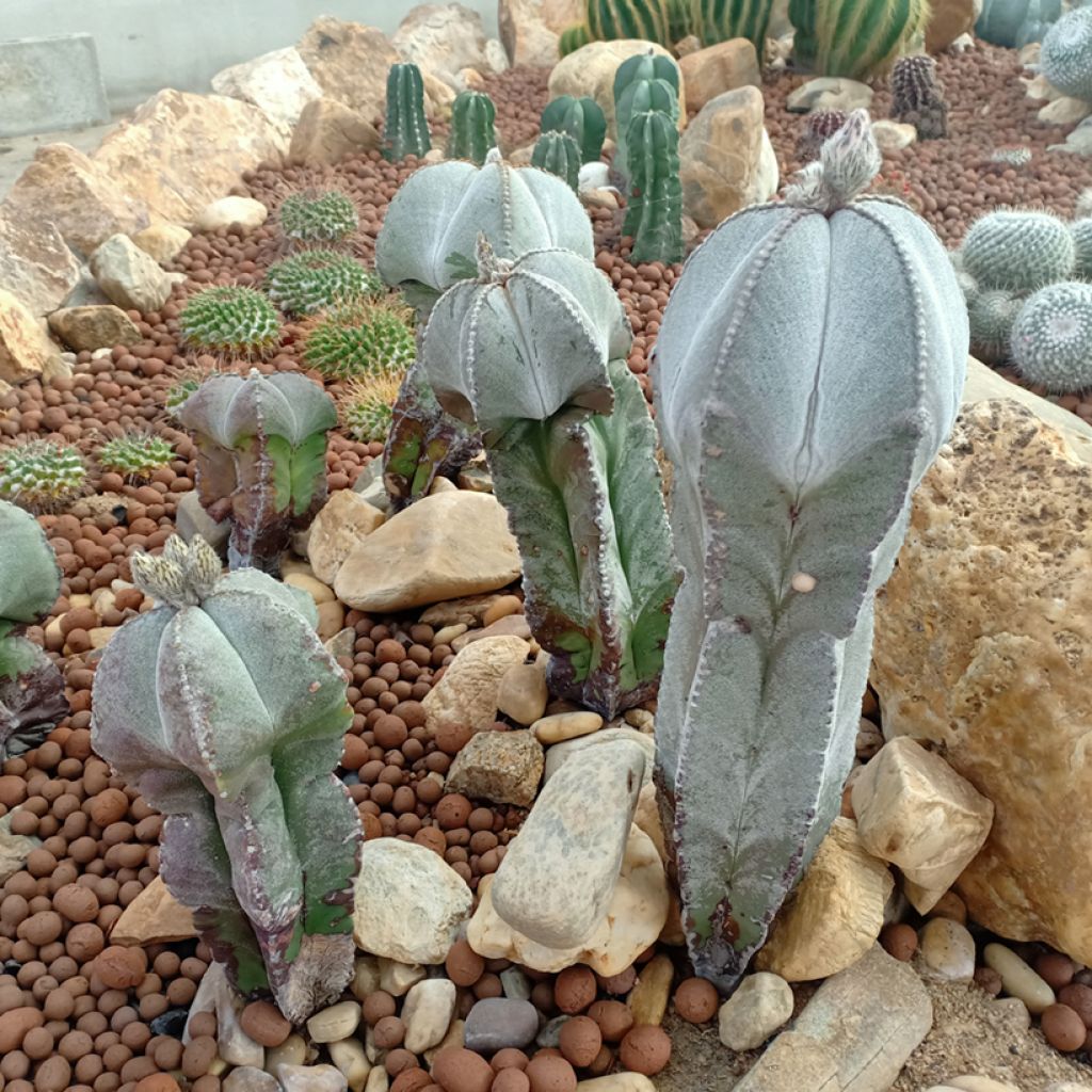 Astrophytum myriostigma