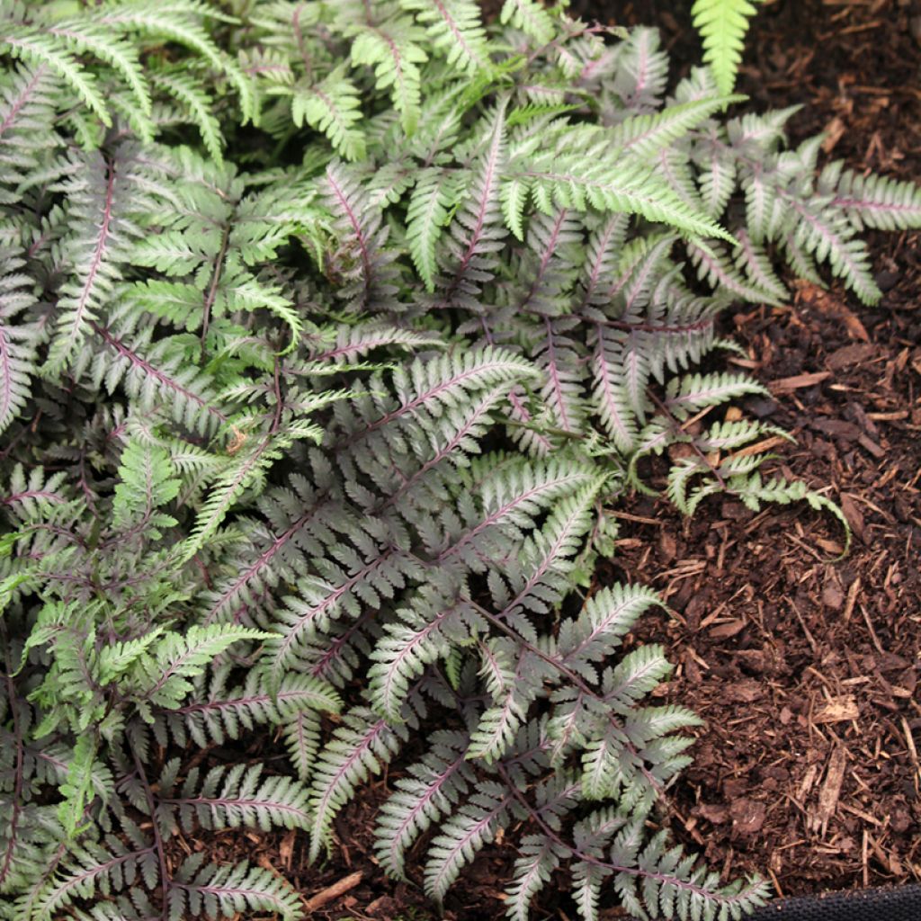 Athyrium niponicum var. pictum Red Beauty - Painted Fern