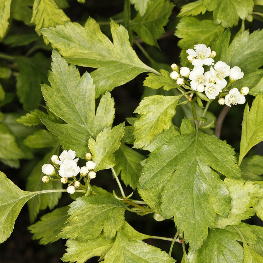 Crataegus chlorosarca Variegata - Hawthorn