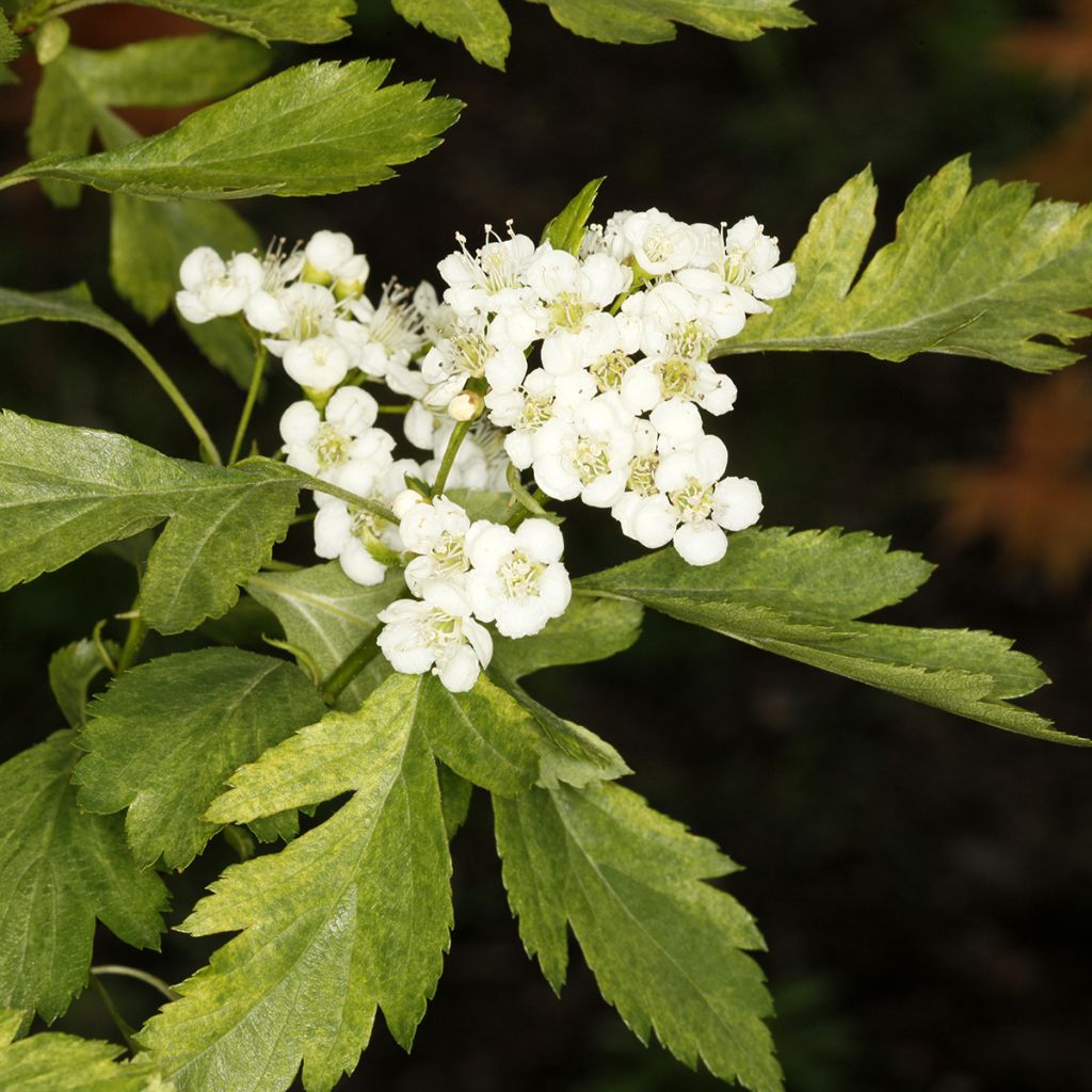 Crataegus chlorosarca Variegata - Hawthorn