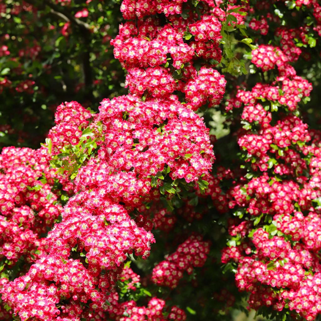 Crataegus laevigata Crimson Cloud - Hawthorn