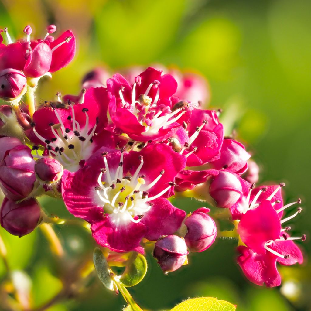 Crataegus laevigata Crimson Cloud - Hawthorn