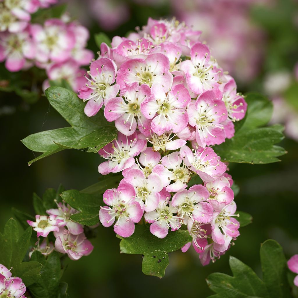 Crataegus Princesse Sturdza - Midland Hawthorn