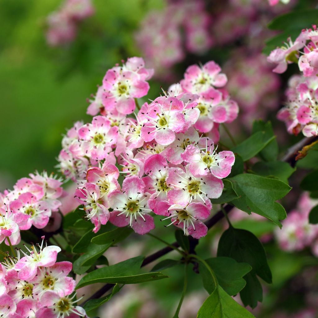 Crataegus Princesse Sturdza - Midland Hawthorn