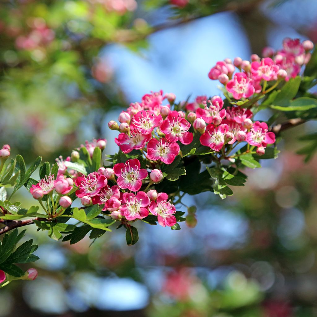 Crataegus Princesse Sturdza - Midland Hawthorn