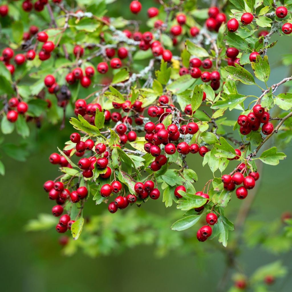 Crataegus monogyna Xanthocarpa