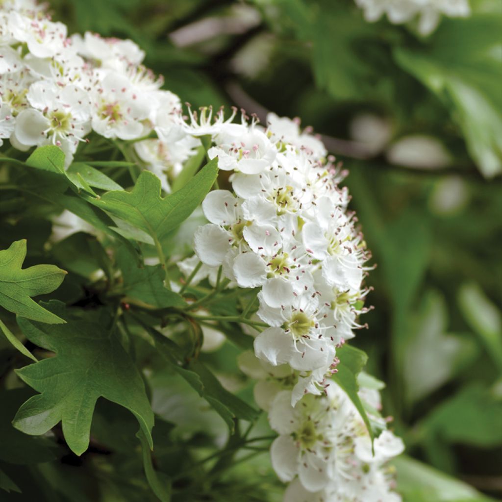 Crataegus monogyna - Hawthorn