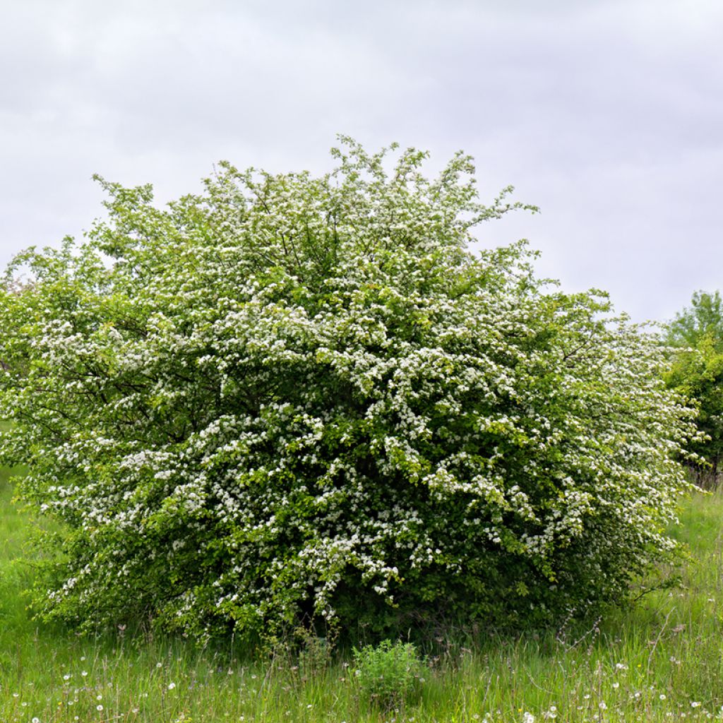 Crataegus monogyna - Hawthorn