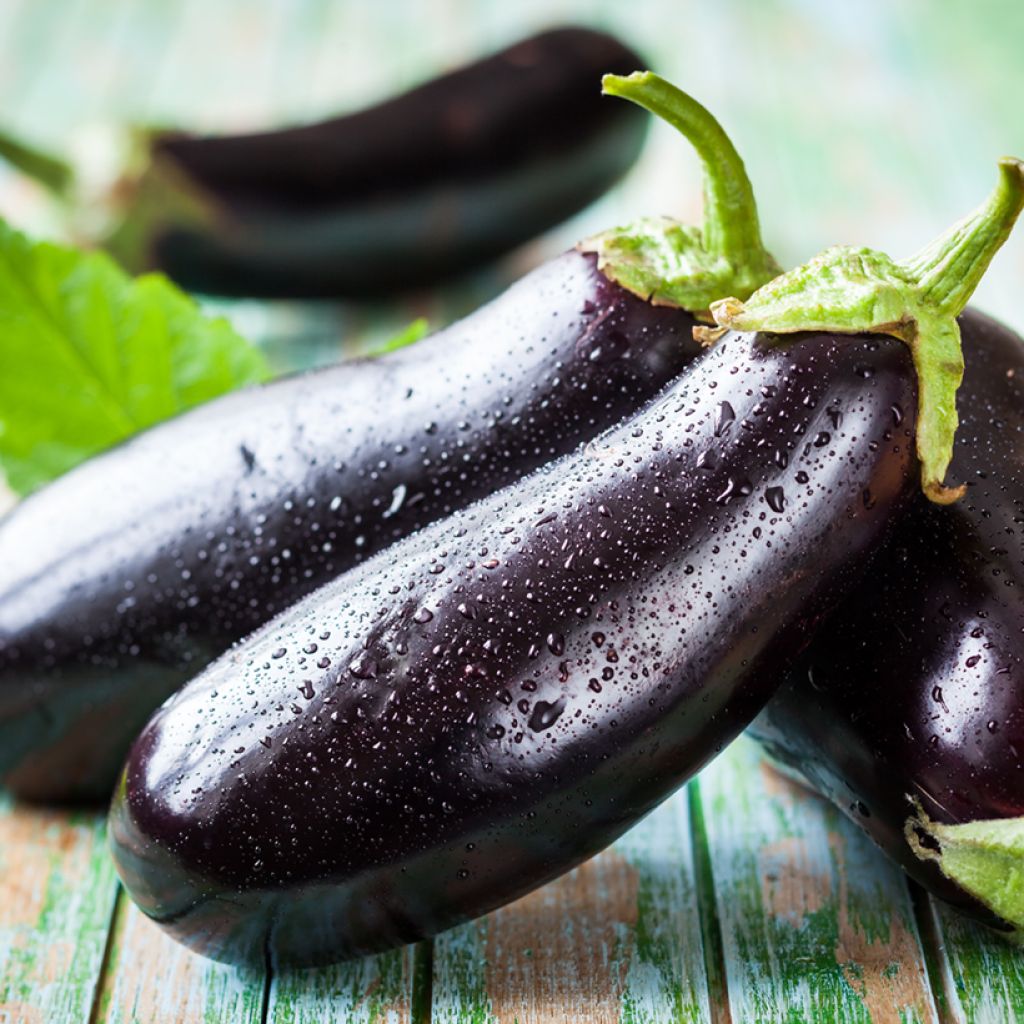 Aubergine Avan F1 - Vilmorin Seeds