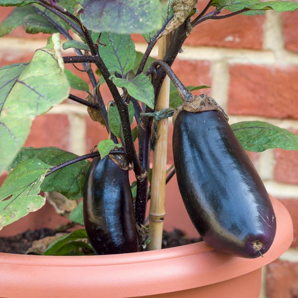 AubergineAvan Plants