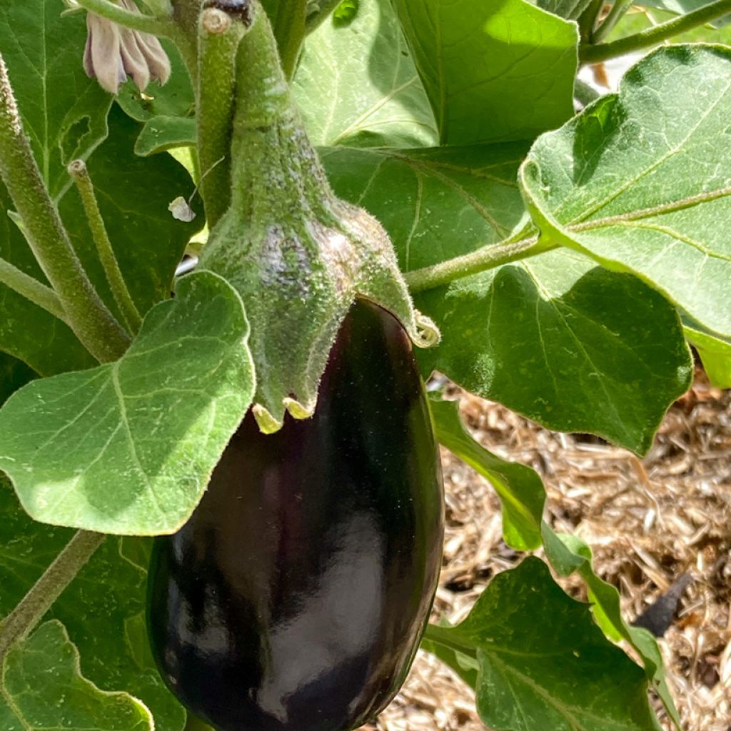 Aubergine Bonica F1 - Vilmorin Seeds