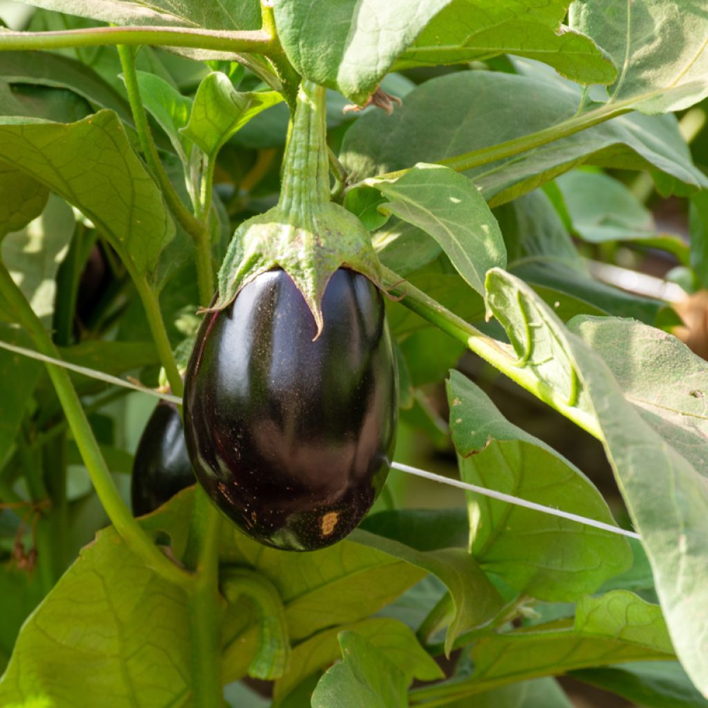 Aubergine Ophelia F1