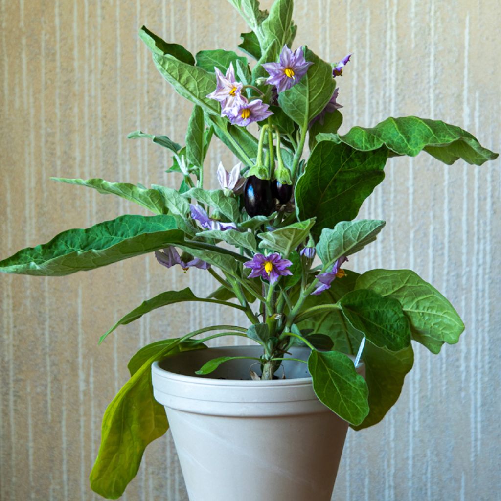 Aubergine Ophelia F1 Plants