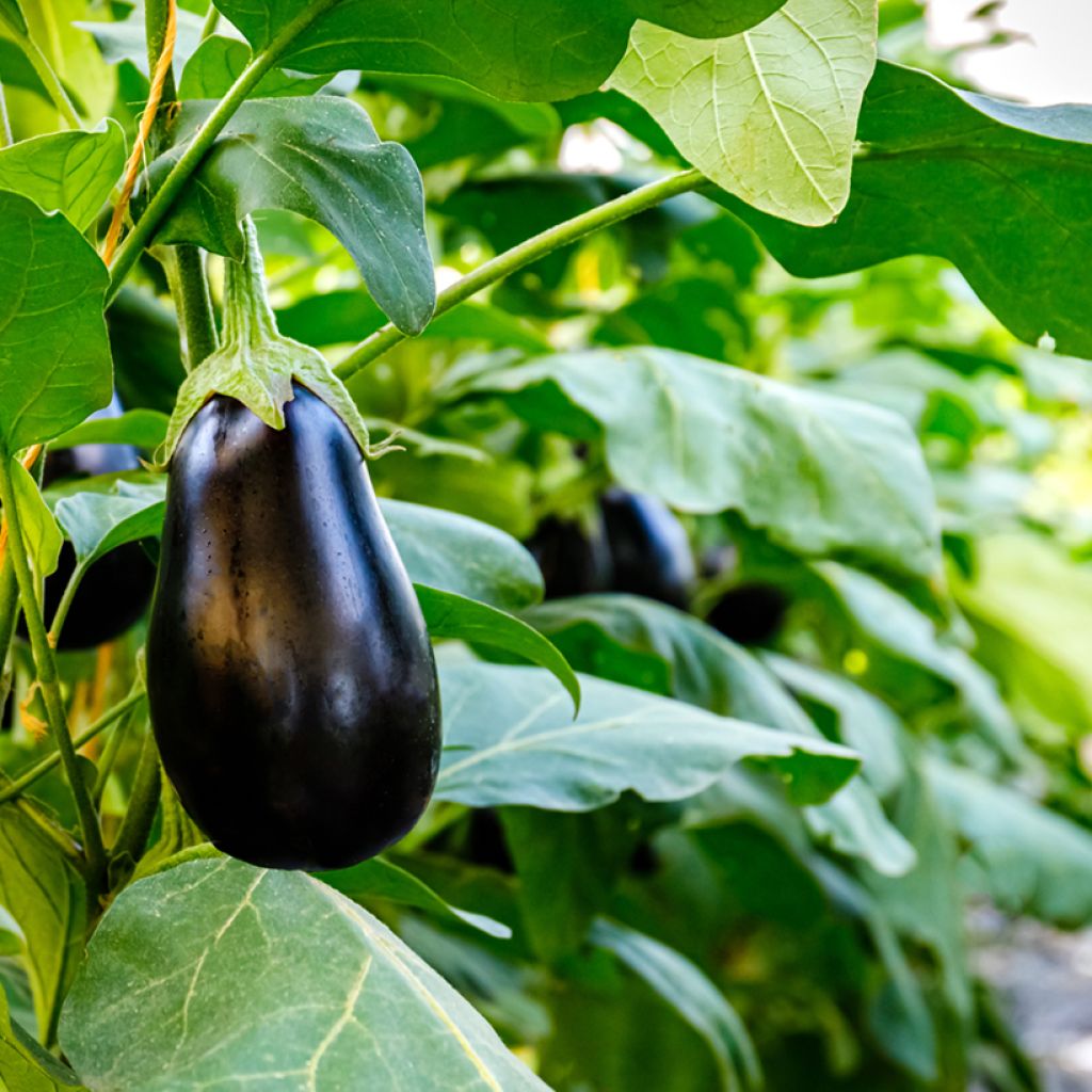 Aubergine Sultane F1 - Eggplant