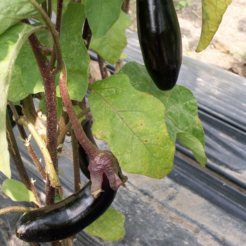 Aubergine de Barbentane - Ferme de Sainte Marthe seeds