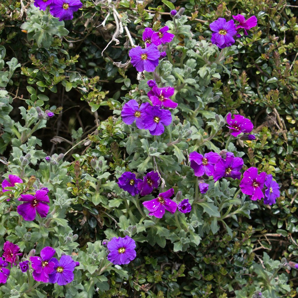Aubrieta Purple Cascade