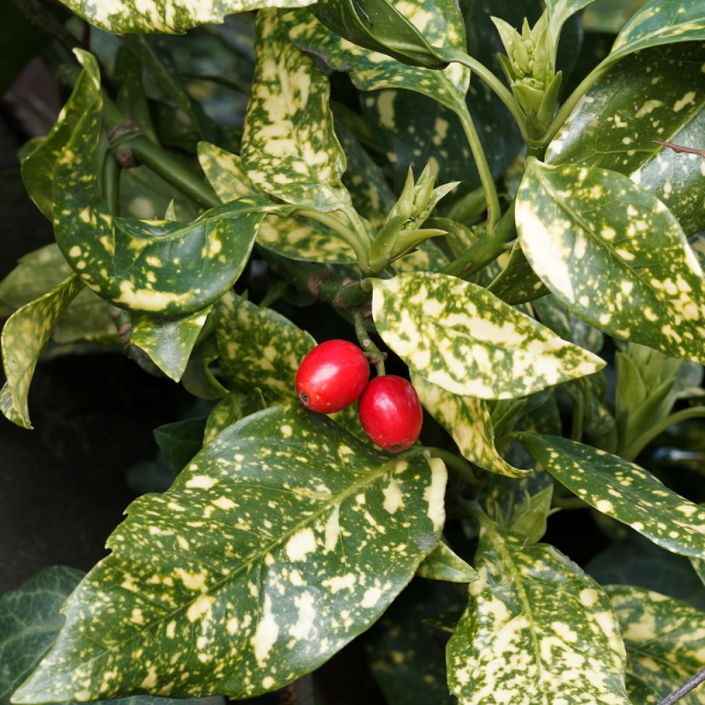 Aucuba japonica Crotonifolia- Spotted Laurel