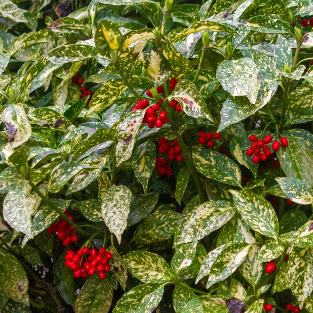 Aucuba japonica Crotonifolia- Spotted Laurel