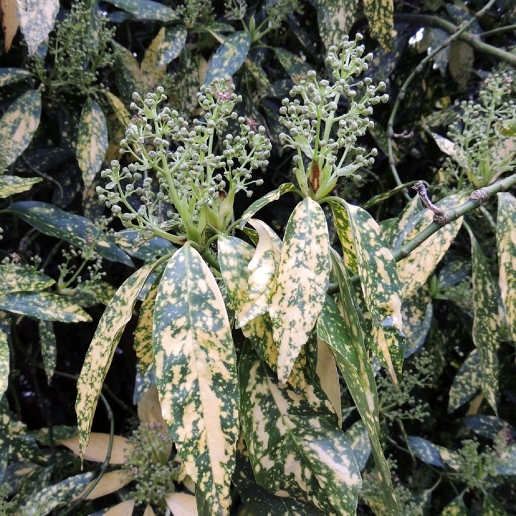 Aucuba japonica Variegata- Spotted Laurel