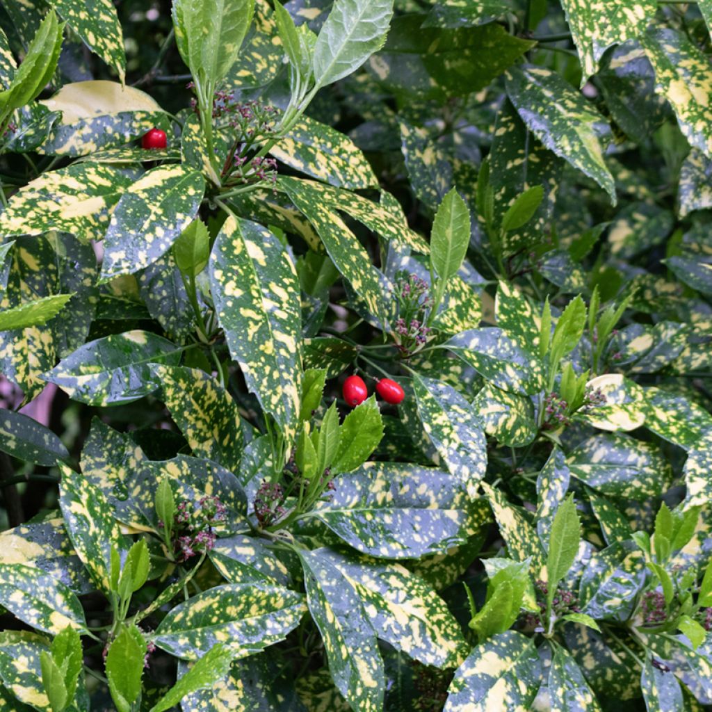 Aucuba japonica Variegata- Spotted Laurel