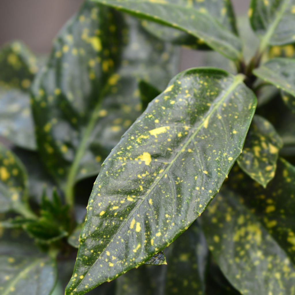 Aucuba japonica Variegata- Spotted Laurel