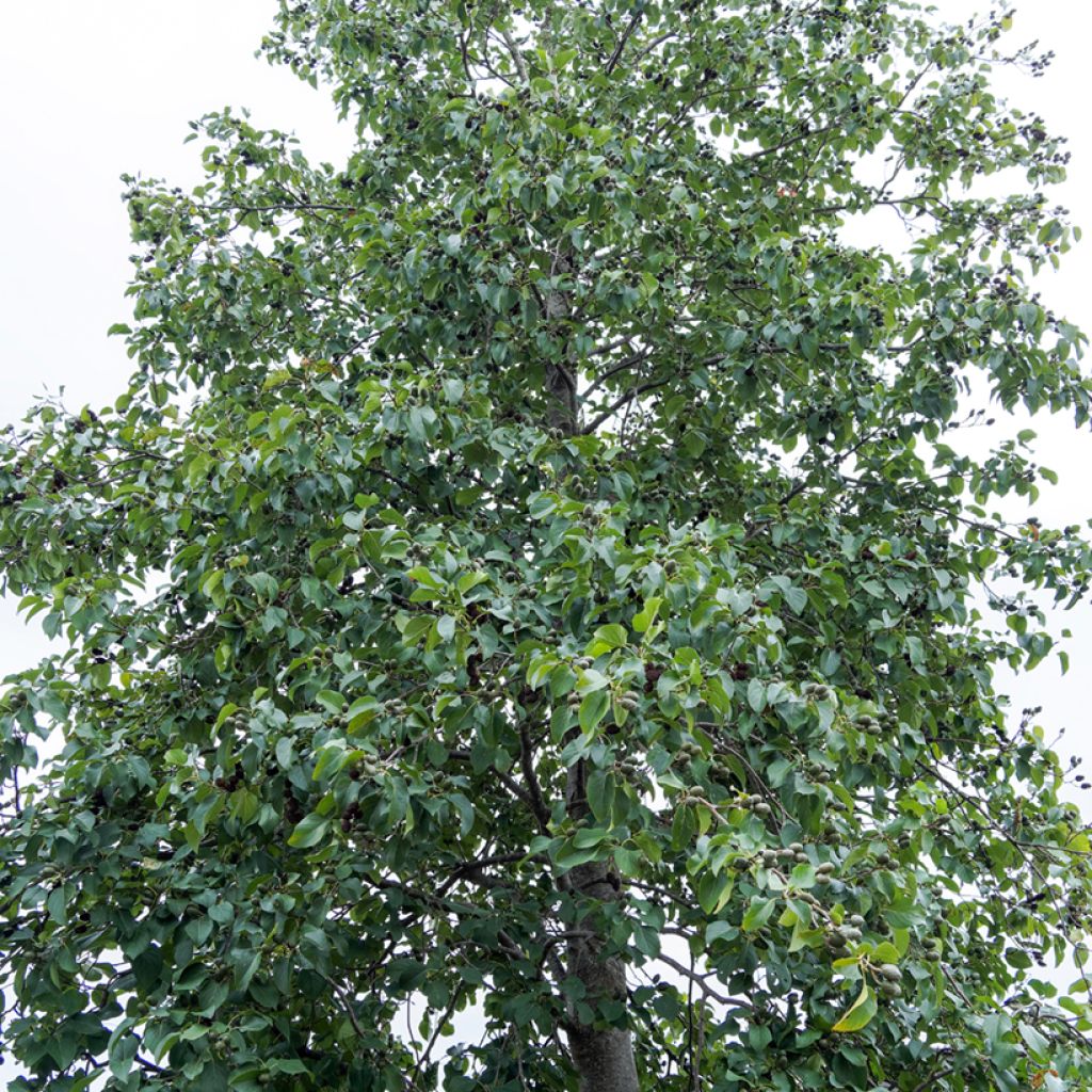 Alnus incana