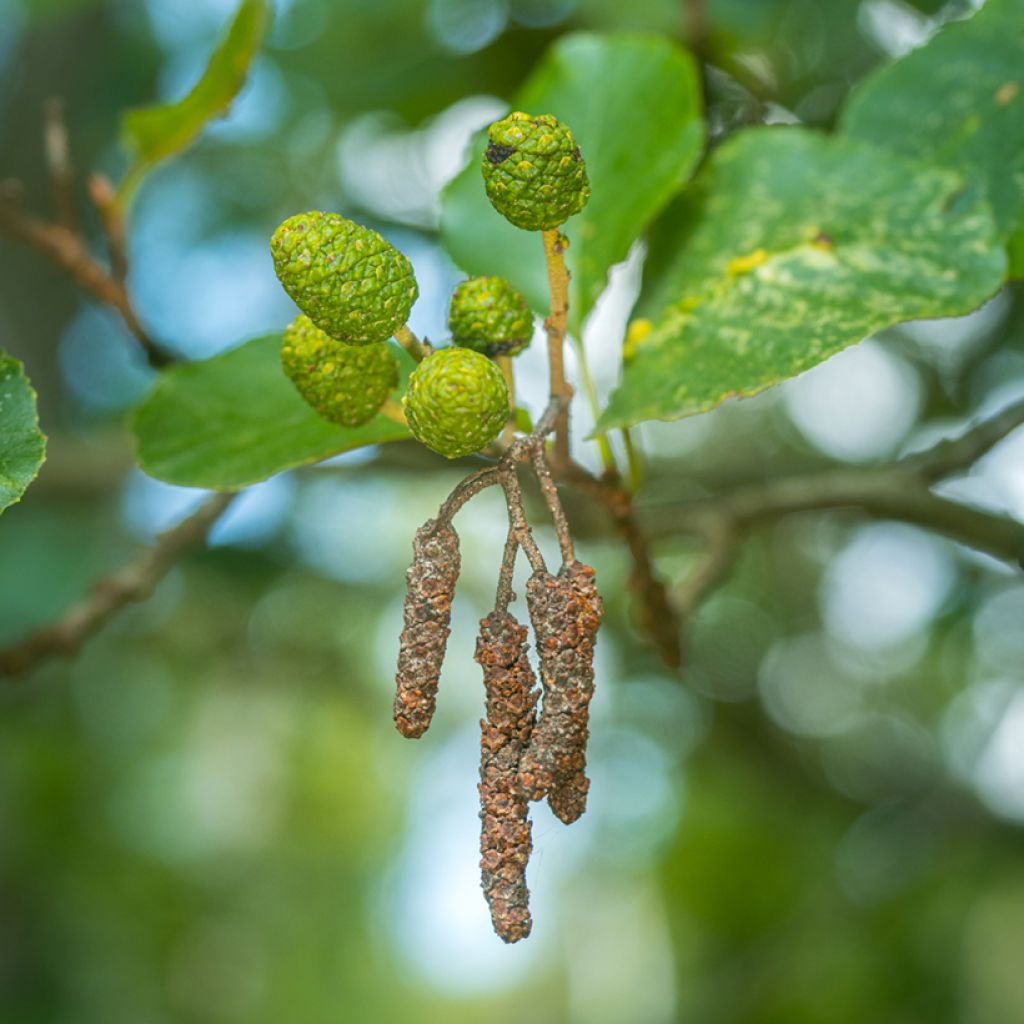 Alnus glutinosa