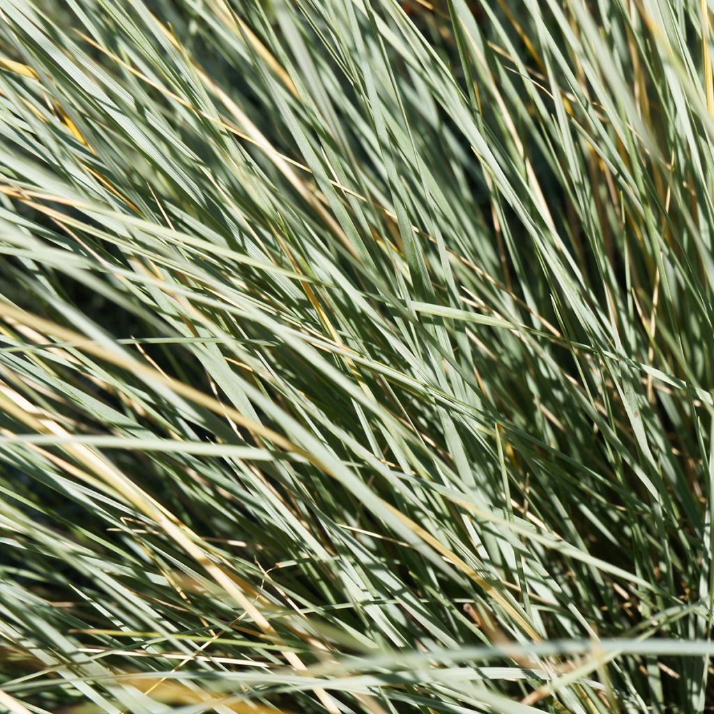 Helictotrichon sempervirens - Blue oat grass