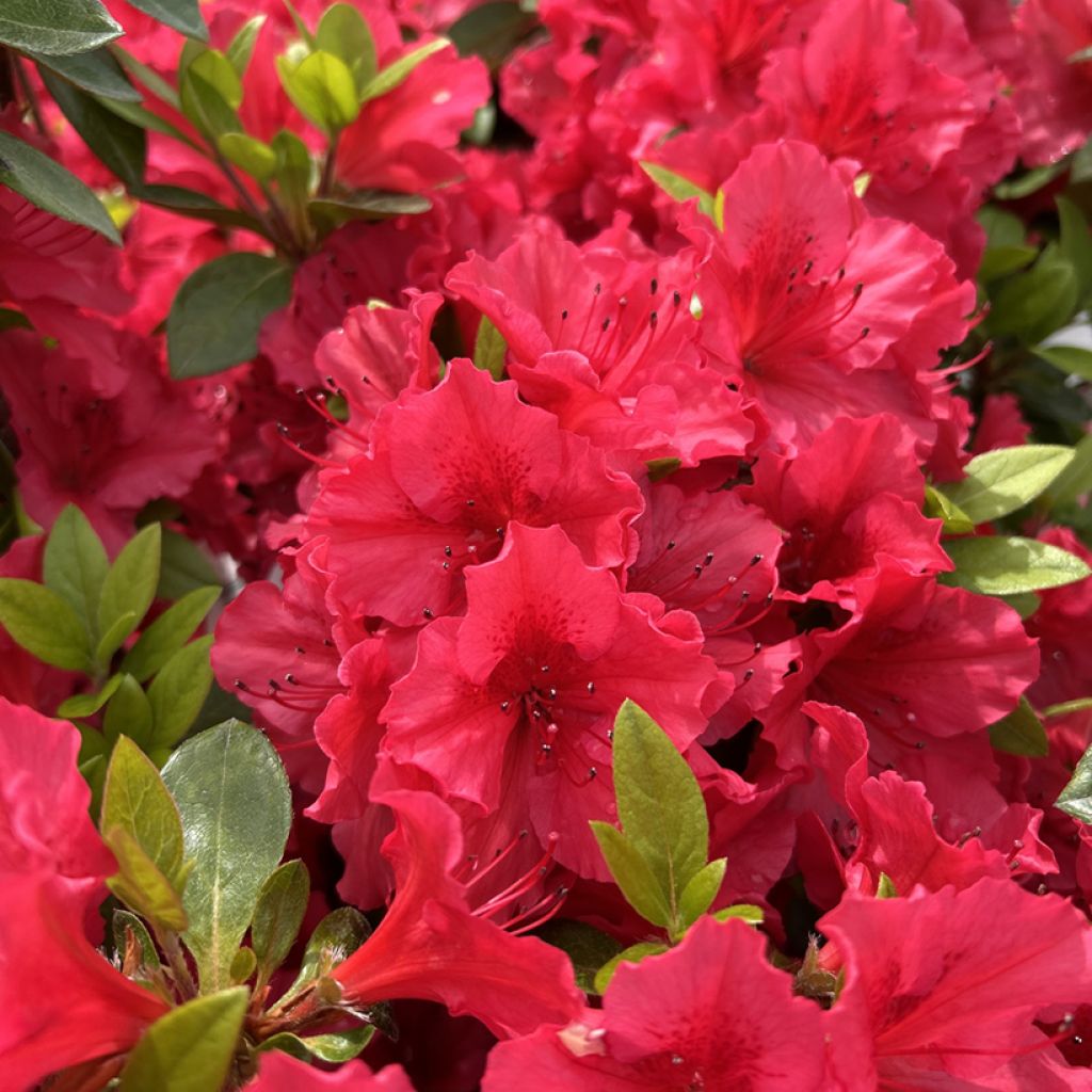 Azalea japonica Vuyks Scarlet