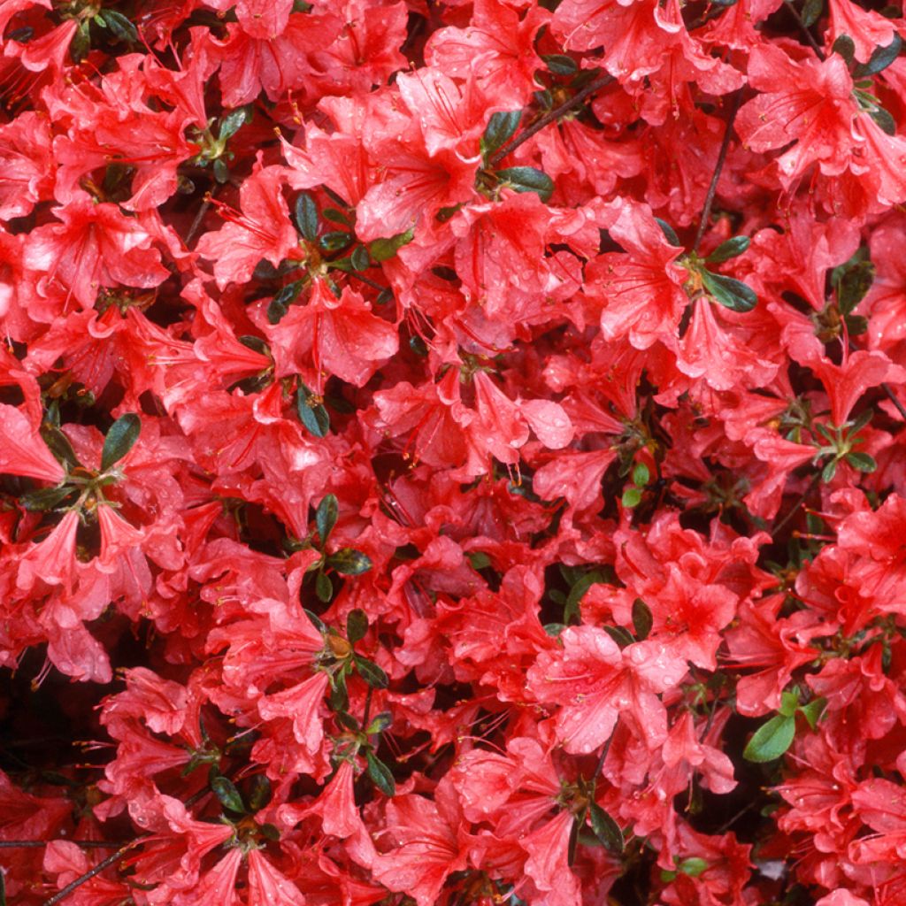 Azalea japonica Vuyks Scarlet