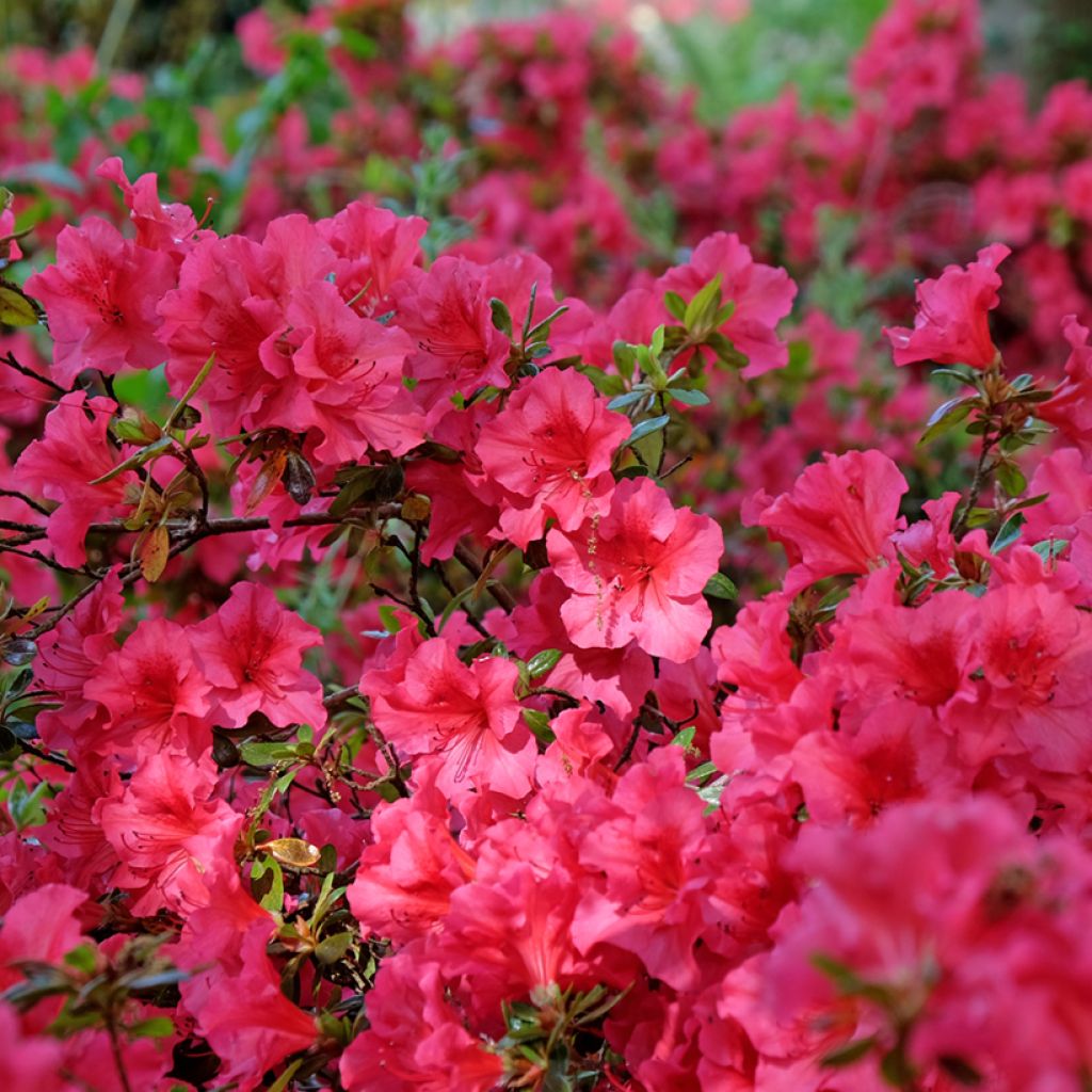 Azalea japonica Vuyks Scarlet