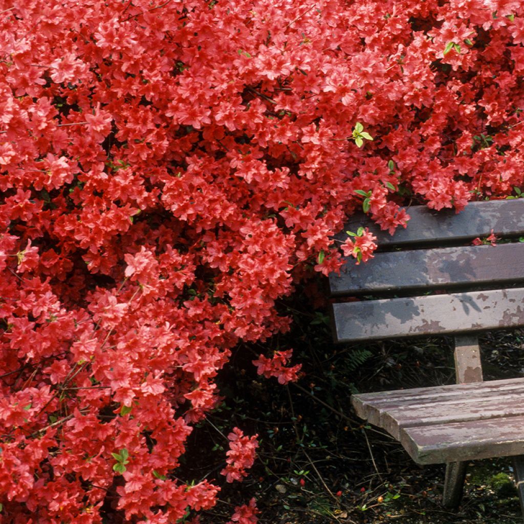 Azalea japonica Vuyks Scarlet