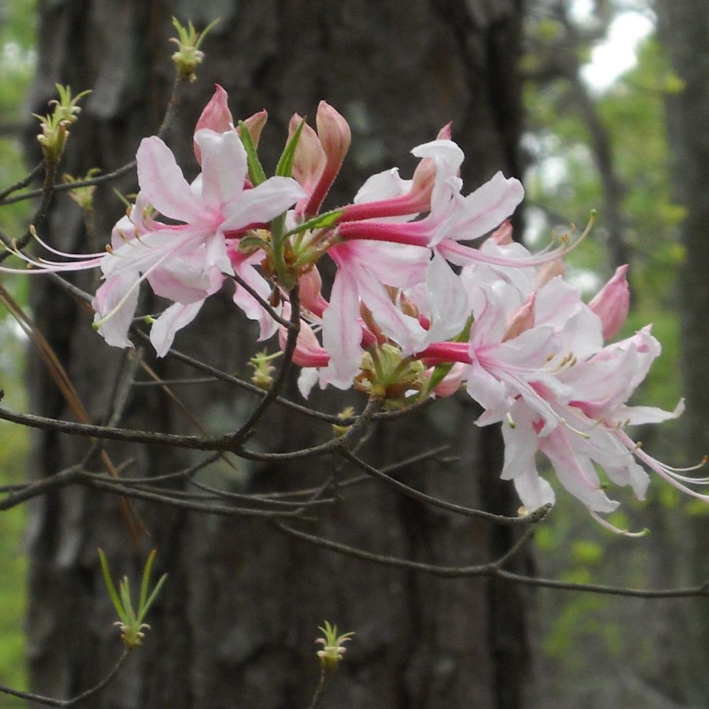 Rhododendron (Azalea) canescens  