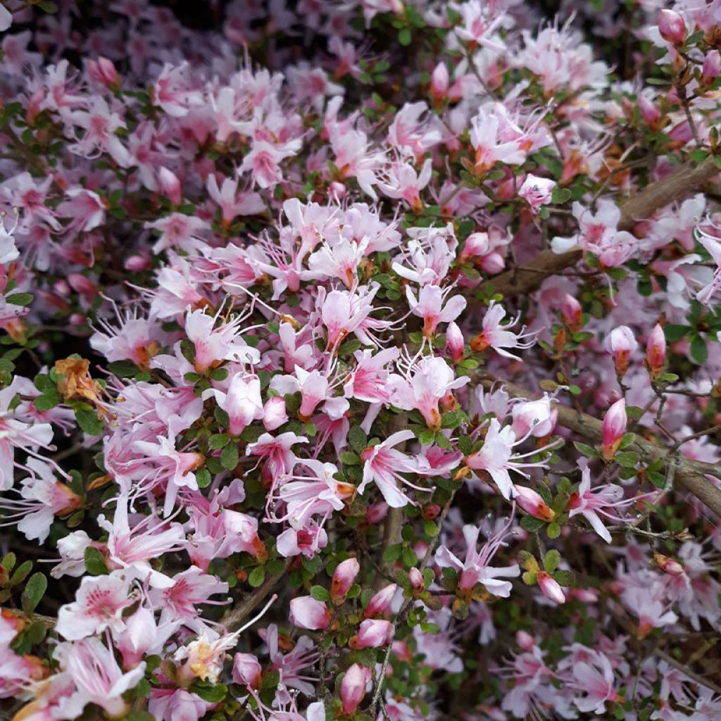 Rhododendron serpyllifolium  - Thyme-leaved Azalea