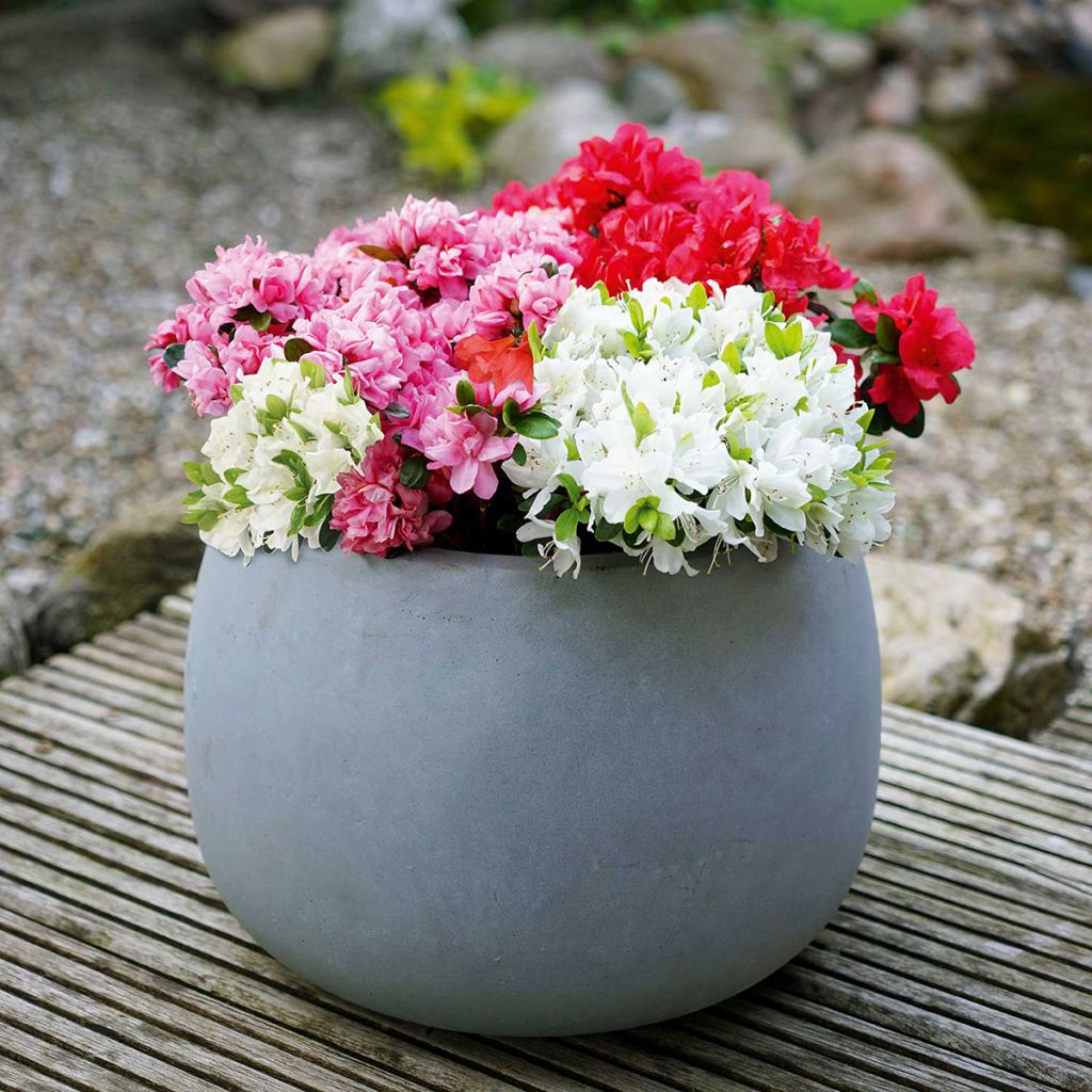 Rhododendron obtusum Fairy Dreams Three Sisters