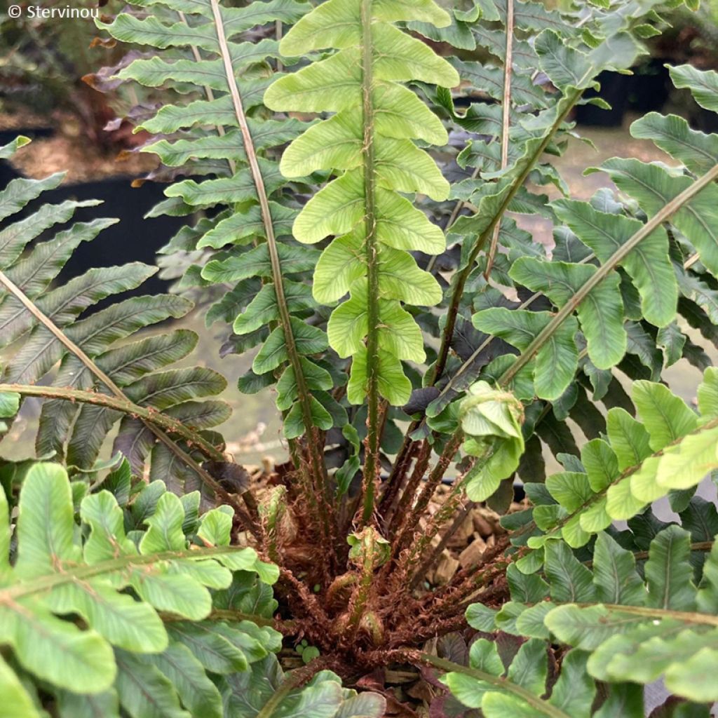 Blechnum discolor - Crown fern