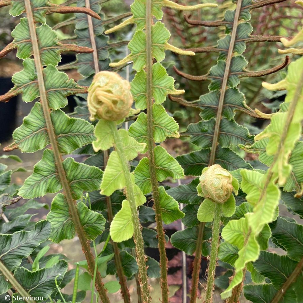 Blechnum discolor - Crown fern