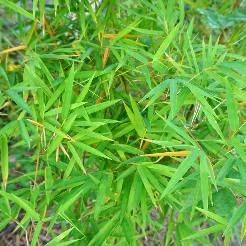 Black bamboo - Phyllostachys nigra