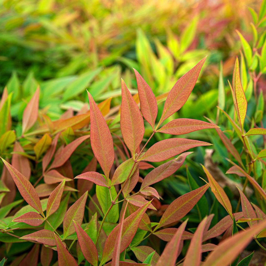 Nandina domestica Sunrise - Sacred Bamboo