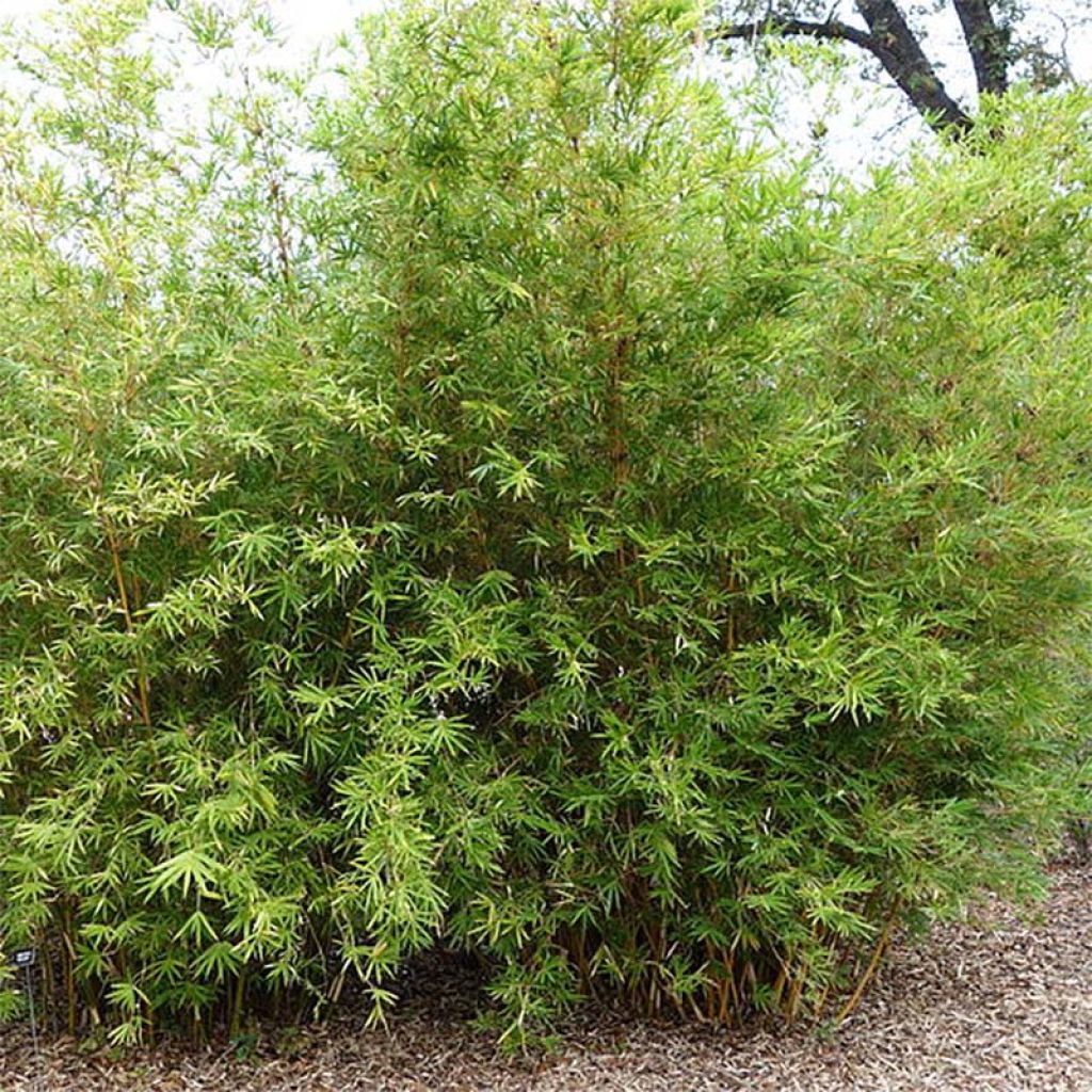 Bambusa glaucescens multiplex Alphonse Karr - Hedge Bamboo
