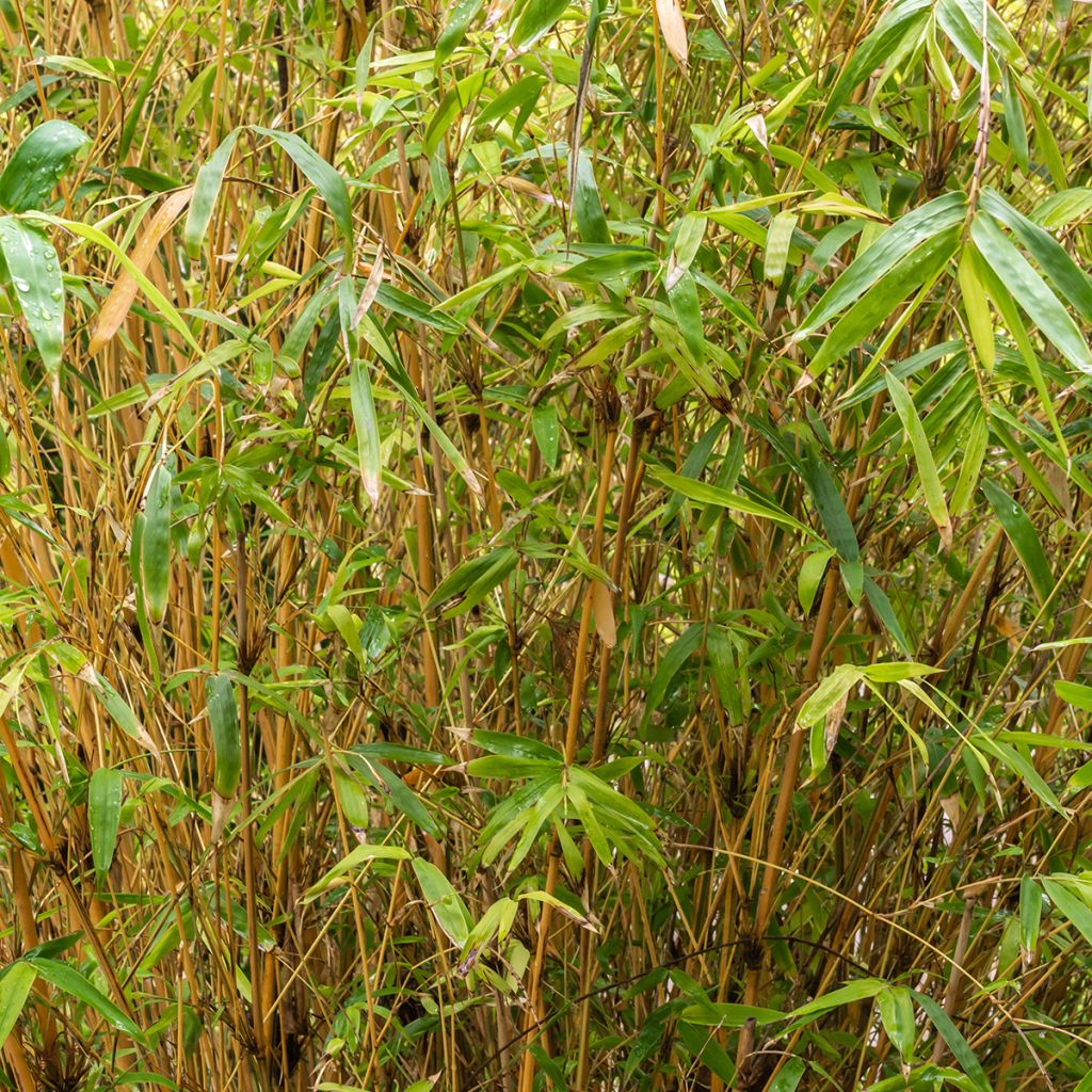 Bambusa glaucescens multiplex Alphonse Karr - Hedge Bamboo