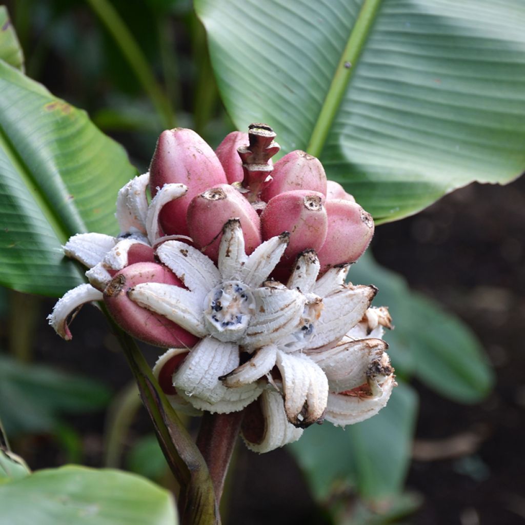 Musa velutina - Banana