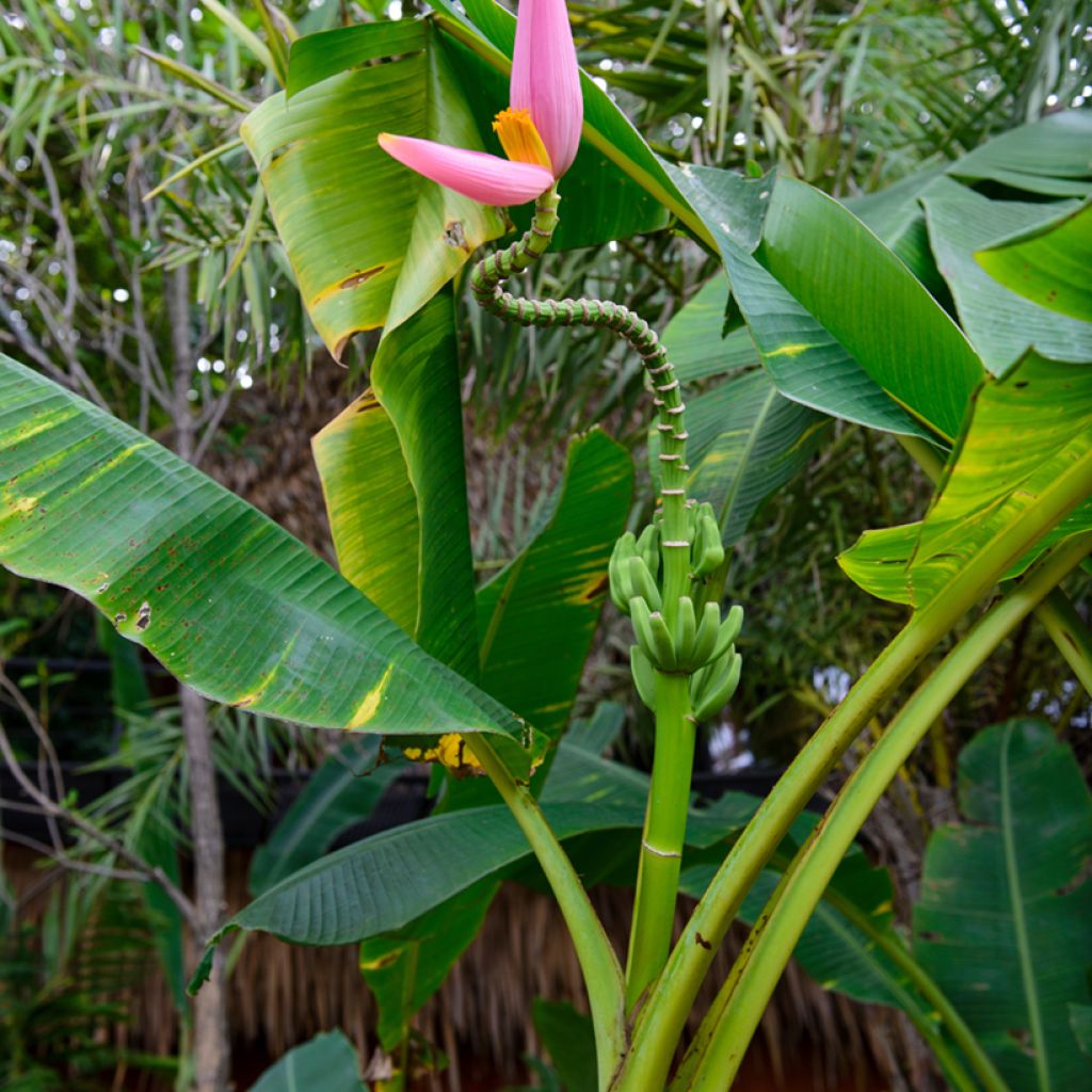 Musa velutina - Banana