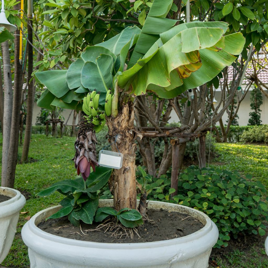 Musa acuminata Dwarf Cavendish - Banana