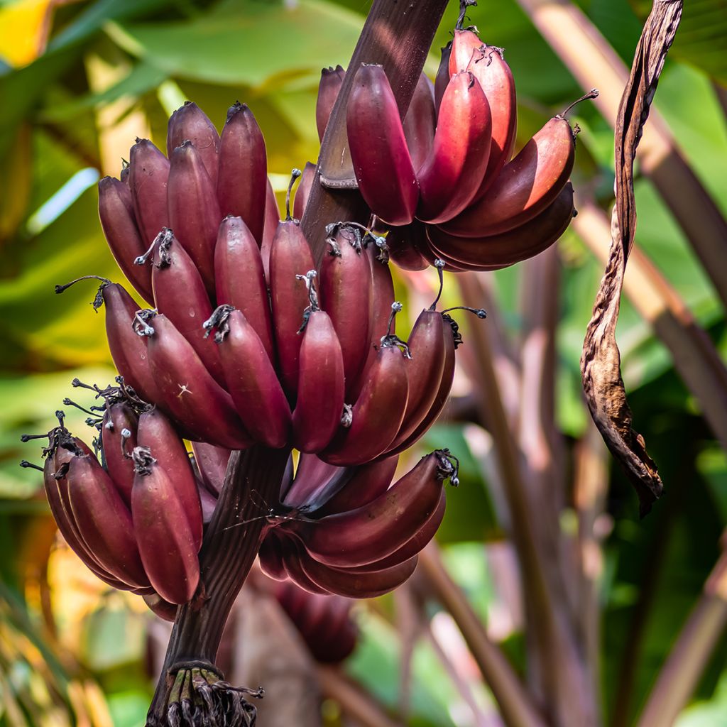 Musa acuminata Red Dacca'