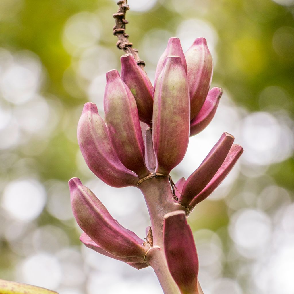 Musa acuminata Red Dacca'