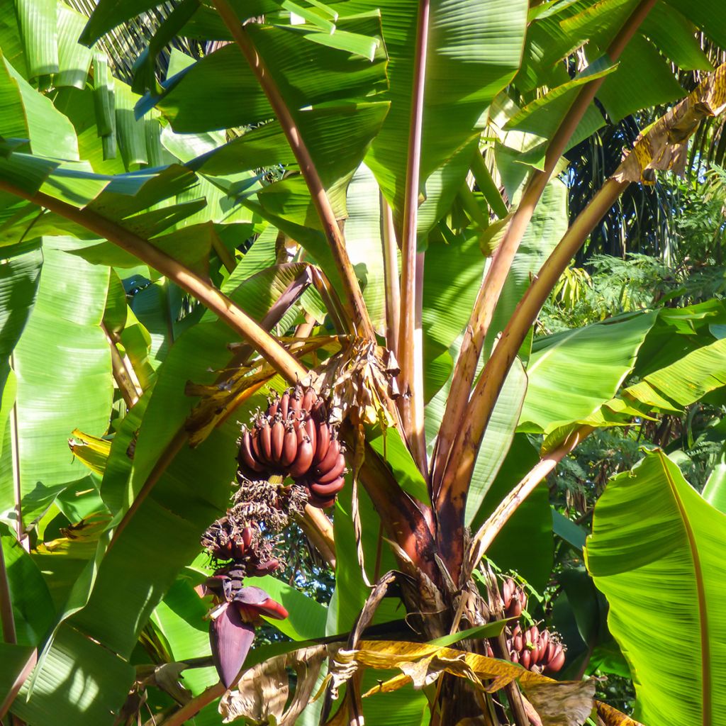 Musa acuminata Red Dacca'